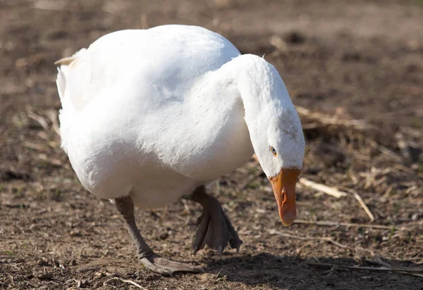 Goose on the nature — Stock Photo, Image