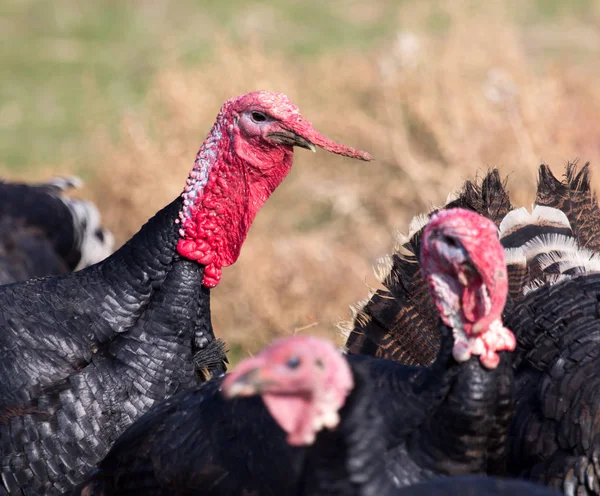 Farm turkeys outdoors — Stock Photo, Image