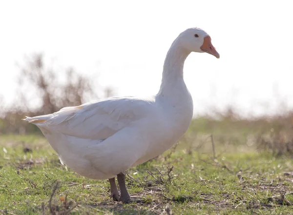 Gås på natur — Stockfoto