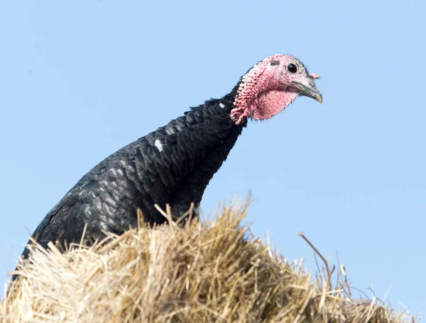 Pavo sobre heno contra el cielo azul —  Fotos de Stock