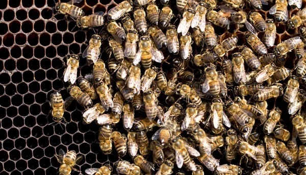 Api su una struttura con miele nell'apiario — Foto Stock