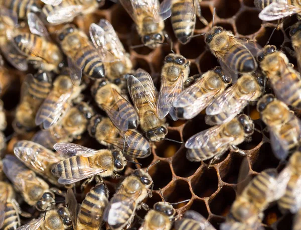 Abelhas em uma armação com mel no apiário — Fotografia de Stock