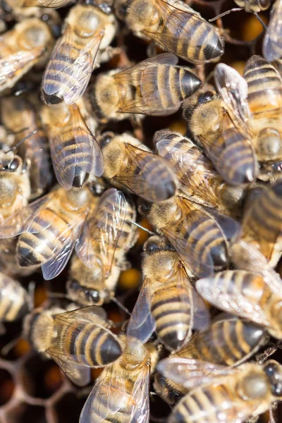 Bienen auf einem Gerüst mit Honig im Bienenhaus — Stockfoto