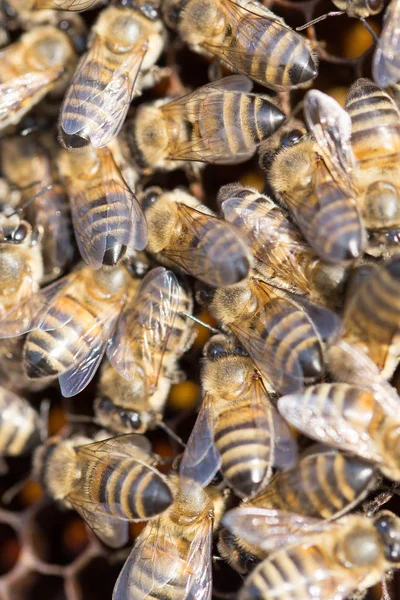 Bees on a framework with honey in the apiary — Stock Photo, Image