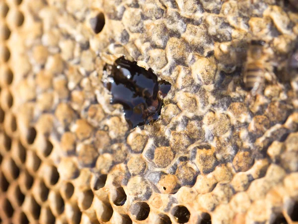 Ram med honung i bigården — Stockfoto