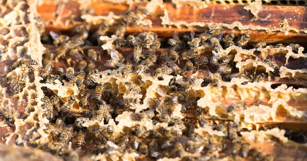蜜蜂在一个框架与蜂蜜在蜂房 — 图库照片