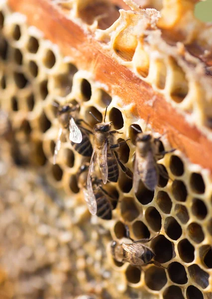 Las abejas sobre el límite con la miel en el colmenar —  Fotos de Stock