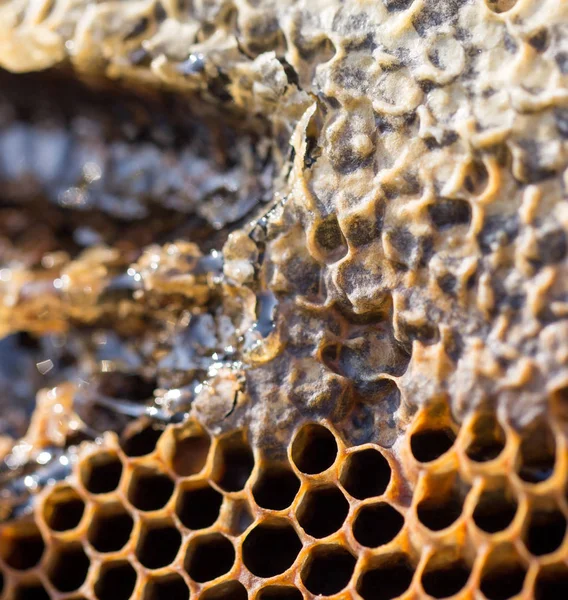 Рамка с медом на пасеке — стоковое фото