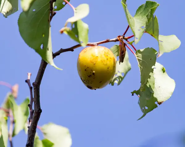 Rijpe abrikozen op de boom in de natuur — Stockfoto