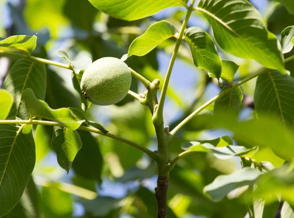 Noix vertes sur l'arbre — Photo