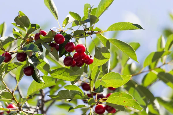 Cerezas maduras en el árbol en la naturaleza —  Fotos de Stock