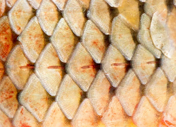 Scales of fish as background — Stock Photo, Image