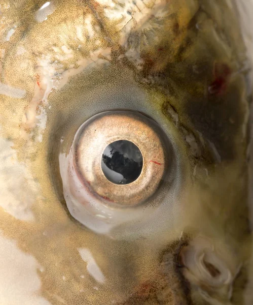 Olhos de peixe. macro — Fotografia de Stock