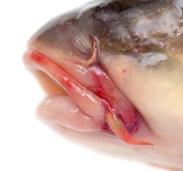 A boca de peixe. macro — Fotografia de Stock