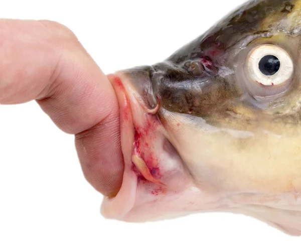 Dedo na boca peixe em um fundo branco — Fotografia de Stock