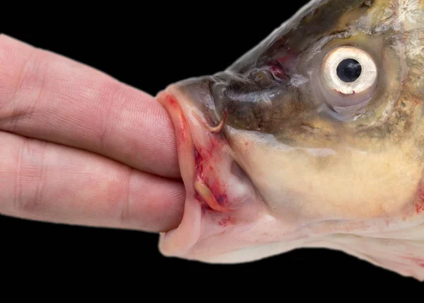 Palec w ustach ryb na czarnym tle — Zdjęcie stockowe