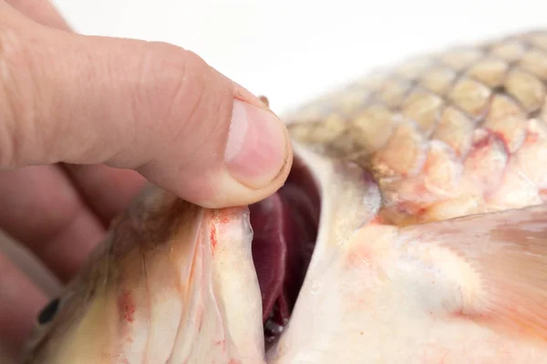 Branquias de pescado — Foto de Stock