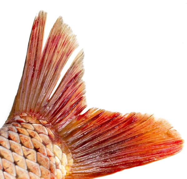 Рибний хвіст на білому тлі — стокове фото