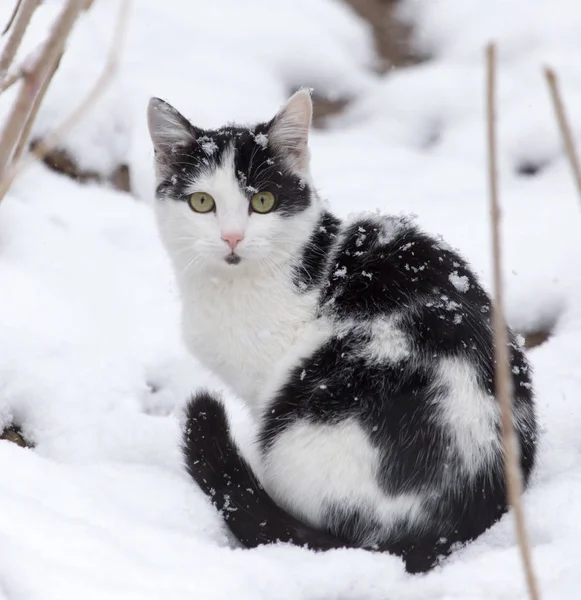 冬天雪地里的猫 — 图库照片