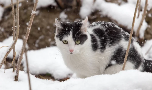 冬の雪の中の猫 — ストック写真