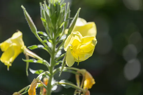 自然の中で黄色の花 — ストック写真