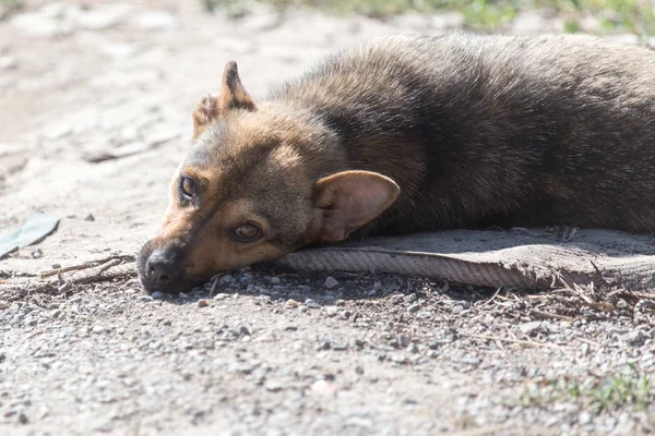 Cão deitado no chão — Fotografia de Stock