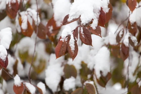Folhas na neve no inverno — Fotografia de Stock