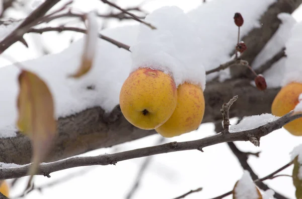 Yellow apples in the snow in the winter — Stock Photo, Image