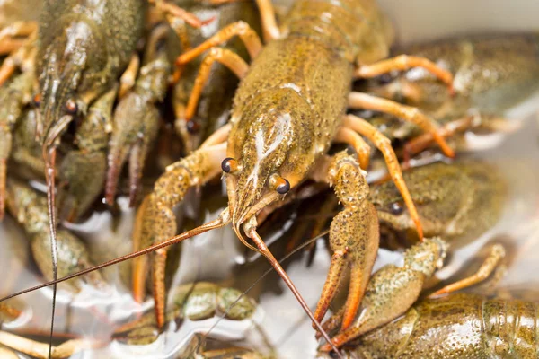 Crayfish hidup di dalam air sebagai latar belakang — Stok Foto