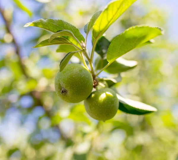 Grüner Apfel auf dem Baum — Stockfoto