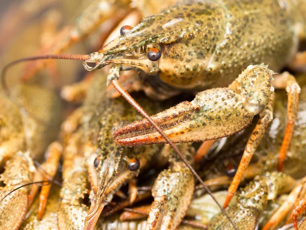 Crayfish hidup di dalam air sebagai latar belakang — Stok Foto