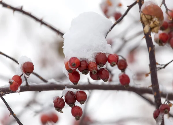Nypon i snön på vintern — Stockfoto