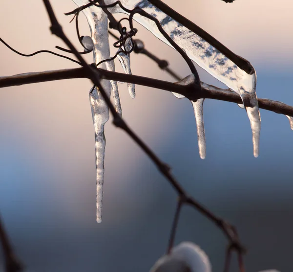 Winter icicles on the sun dawn — Stock Photo, Image