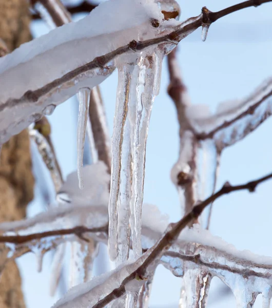 Icicles on winter nature — Stock Photo, Image