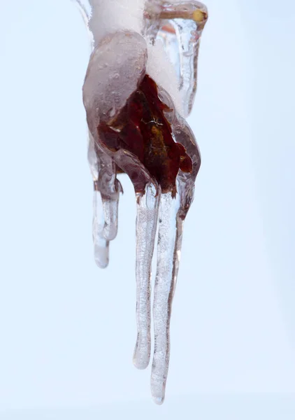 Ijspegels op winter natuur — Stockfoto