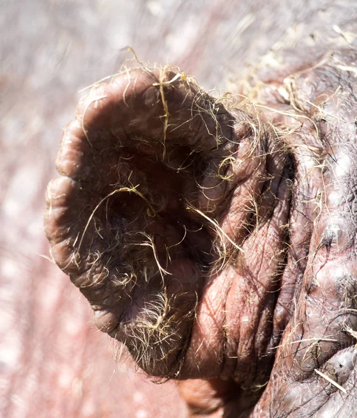 Oreilles d'un hippopotame dans la nature — Photo