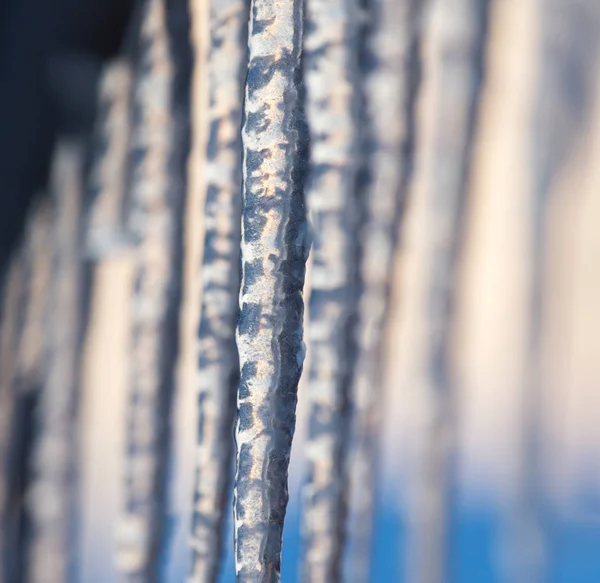 Winter icicles on the sun dawn — Stock Photo, Image