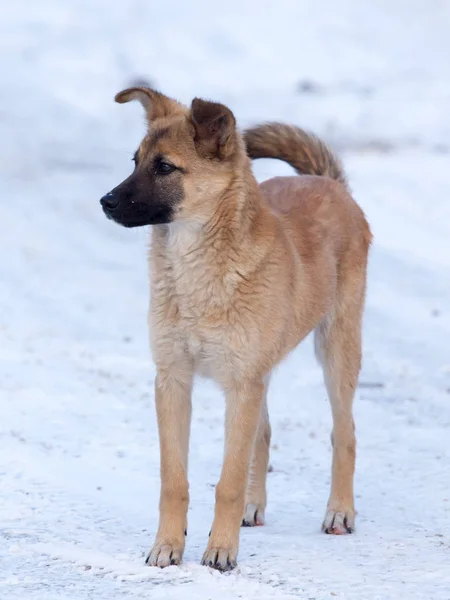 Kutya a hóban télen — Stock Fotó
