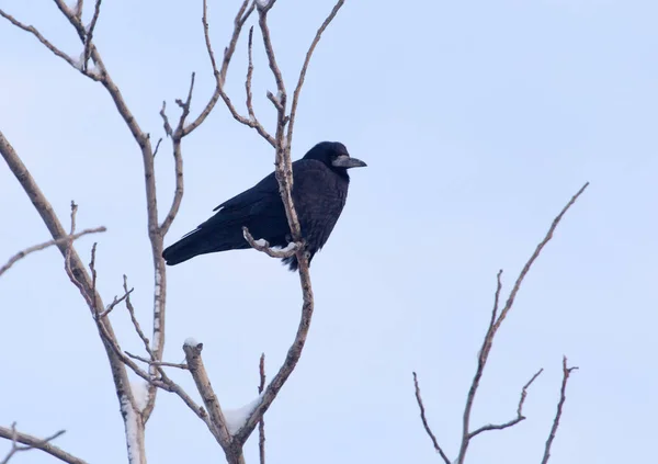 Cuervo en el árbol contra el cielo azul — Foto de Stock