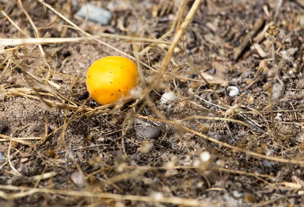 成熟的黄色杏子在地上 — 图库照片