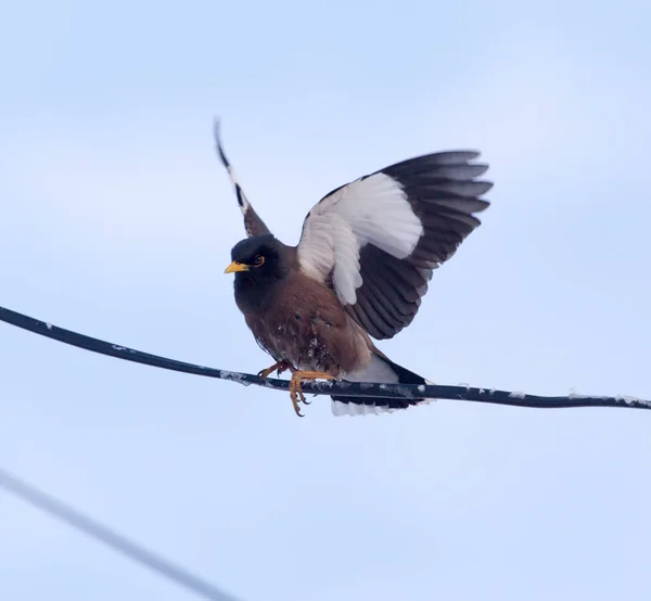 Starling mavi gökyüzü karşı bir tel üzerinde — Stok fotoğraf