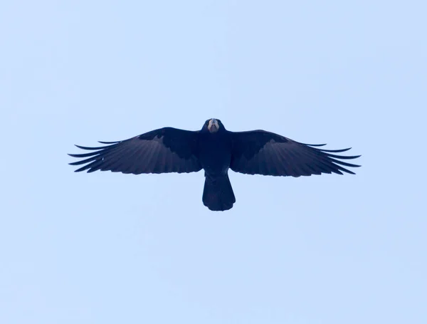 Cuervo en vuelo contra un cielo azul — Foto de Stock