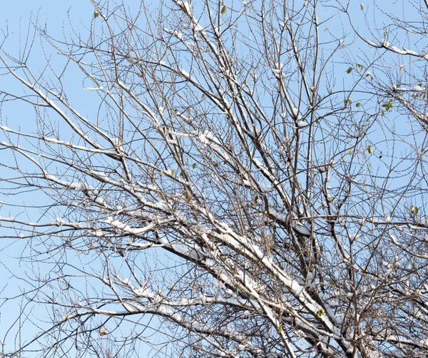 Träd i snön mot den blå himlen — Stockfoto