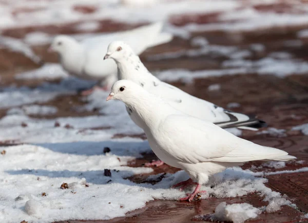 冬の自然の白鳩 — ストック写真