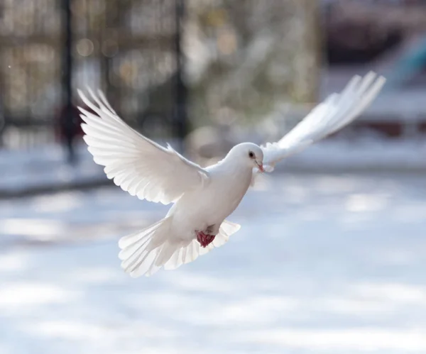 Белый голубь в полете в парке — стоковое фото