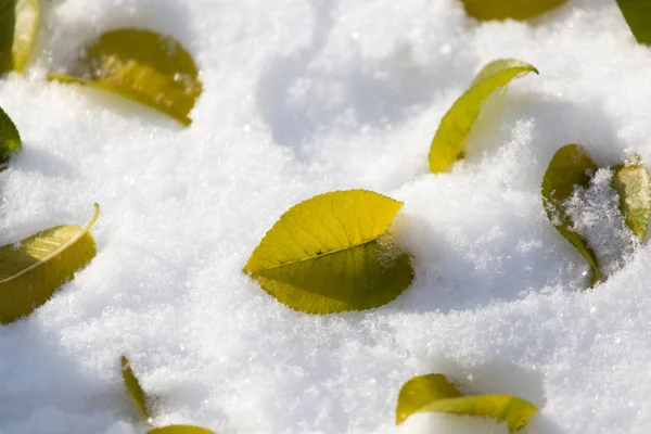 Bladen ligga på snön på vintern — Stockfoto
