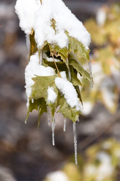 Leaves on a tree in winter — Stock Photo, Image