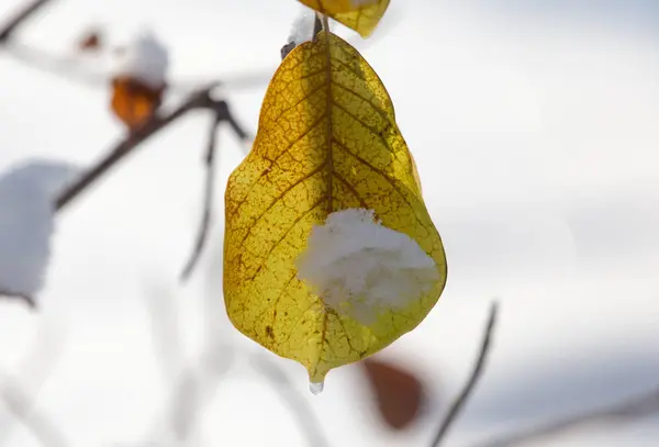 Leaves on a tree in winter — Stock Photo, Image