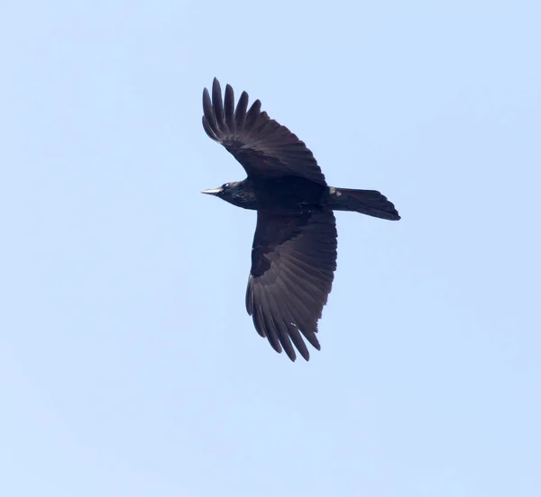 Corbeaux volant dans le ciel — Photo