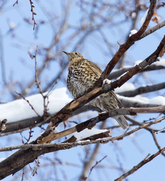 Cuco en el árbol en invierno —  Fotos de Stock